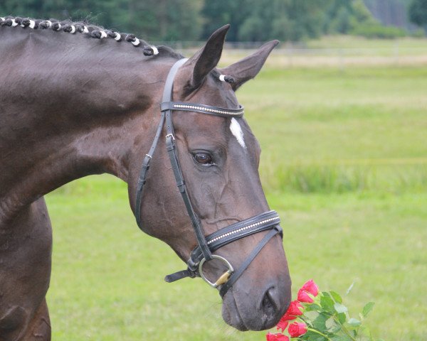 Pferd Cool Casis (Württemberger, 2004, von Cabaret)