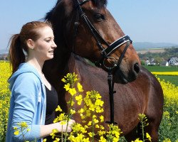 horse Quax 21 (Hanoverian, 1993, from Lanthan)