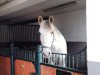 dressage horse Grey Father Ted (Irish Sport Horse,  )