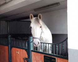 Dressurpferd Grey Father Ted (Irish Sport Horse)