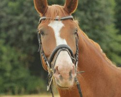 dressage horse Renegade M (Hanoverian, 2010, from Retoucheur)