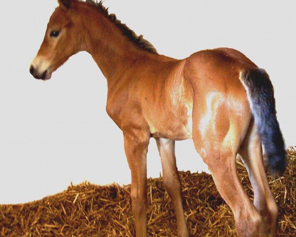broodmare Rahmannshof Aruba (German Sport Horse, 2007, from Askari)