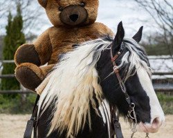 jumper MR Furystein (Paint Horse, 2006, from Linas Little Fury)