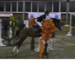 jumper Pegasus 513 (German Riding Pony, 2008, from Principal Boy)