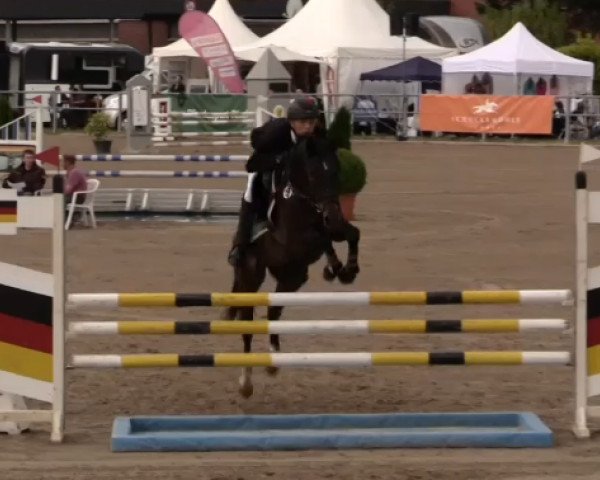jumper Nastano T (German Riding Pony, 2009, from Nibelungenheld)