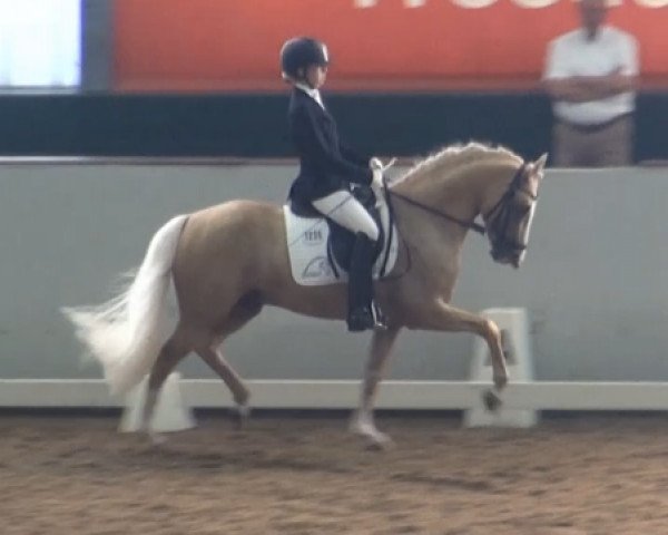 stallion Golden Challenge (German Riding Pony, 2008, from FS Golden Moonlight)