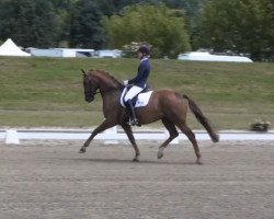 dressage horse First Flush 3 (Rhinelander, 2008, from Fürst Piccolo)