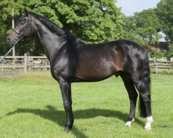 stallion Don Van Atta (Hanoverian, 1997, from Donnerhall)