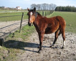 Pferd Filly (Deutsches Reitpony, 2007, von Kooihuster Wessel)