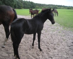 broodmare Fioretta 10 (German Riding Pony, 2008, from Folklore)