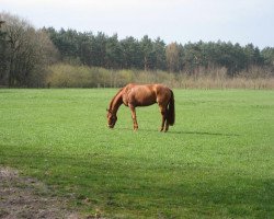 horse Flagranti 31 (Hanoverian, 2005, from Fürst Heinrich)