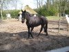 dressage horse Gabriella (Hanoverian, 2007, from Grafenstolz)