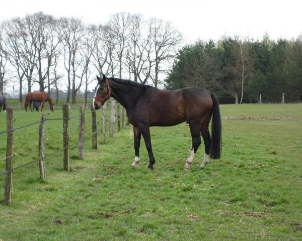 horse Donovan 87 (Hanoverian, 1999, from Don Bosco)