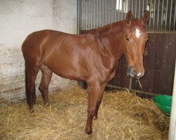 broodmare Die Madonna (Hanoverian, 2003, from Don Bosco)