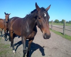 dressage horse Grandessa 402 (Hanoverian, 2011, from Grafenstolz)