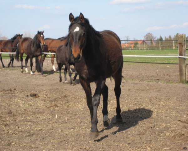 dressage horse Stute von Grafenstolz / Don Bosco (Hanoverian, 2008, from Grafenstolz)