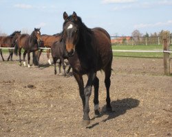 Dressurpferd Stute von Grafenstolz / Don Bosco (Hannoveraner, 2008, von Grafenstolz)