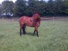 dressage horse Friedolina (Hanoverian, 2009, from Fabriano)