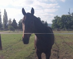 dressage horse Lantano (Hannoveraner, 1999, from Lancier)