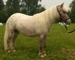 broodmare Wicky (Dt.Part-bred Shetland pony, 2010, from Bayern's Richi)