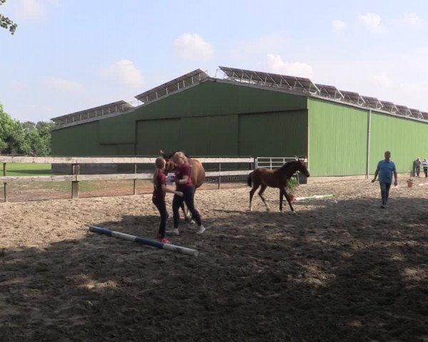 Holsteiner Fohlenschau in Eesch 2021