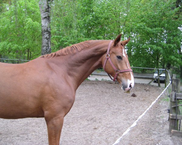 dressage horse Bonovan (Hanoverian, 2005, from Belissimo NRW)