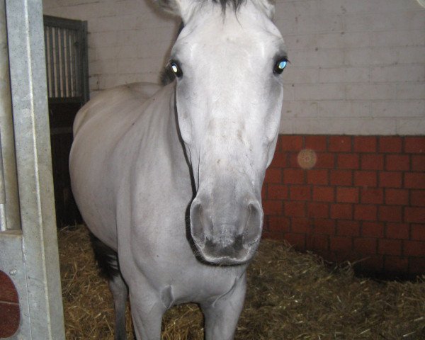 horse Artemis Fowl (Oldenburg show jumper, 2004, from Acadius)