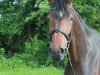 dressage horse Grandessa 401 (Hanoverian, 2010, from Grafenstolz)