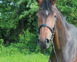 dressage horse Grandessa 401 (Hanoverian, 2010, from Grafenstolz)