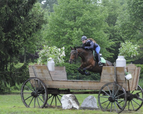 Springpferd Rooh (Westfale, 2006, von Rüter)