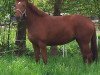 broodmare Donna Celina B (Hanoverian, 2009, from Desperados FRH)