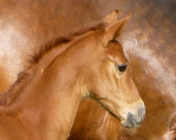 dressage horse Flocke (Westphalian, 2014, from Fürst Romancier)