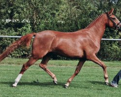 broodmare Gitana (Westphalian, 2006, from Gentleman)