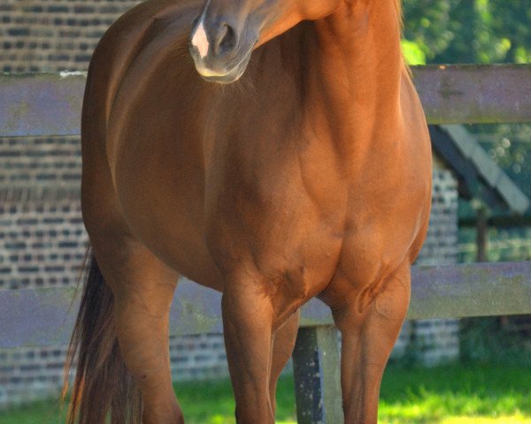horse Baileys Of Brumby (Quarter Horse, 2006, from US Raven Brumby)