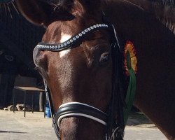 broodmare Reine Seide (Hanoverian, 2001, from Rotspon)