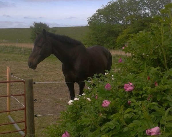horse Bukant (Holsteiner, 1995, from Bouquet AA)