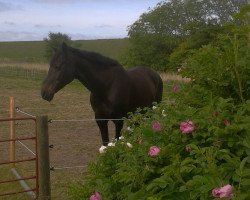 Pferd Bukant (Holsteiner, 1995, von Bouquet AA)