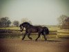 dressage horse Sandro Hit 3 (Welsh-Cob (Sek. D), 2008, from Menai The Rector)