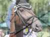 dressage horse Wolkenstern (Oldenburg, 2000, from Wolkentanz II)