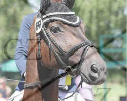 dressage horse Wolkenstern (Oldenburg, 2000, from Wolkentanz II)