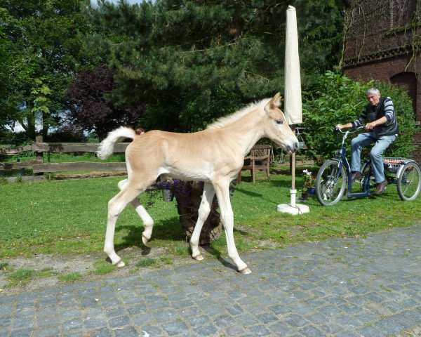 Deckhengst Aleandro (Haflinger, 2014, von Allerdings 4)