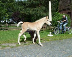 stallion Aleandro (Haflinger, 2014, from Allerdings 4)