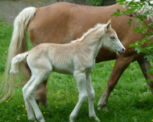 horse Wynn (Haflinger, 2014, from Wunderknabe)