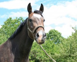 broodmare Vanity III (Holsteiner, 2005, from Calato)