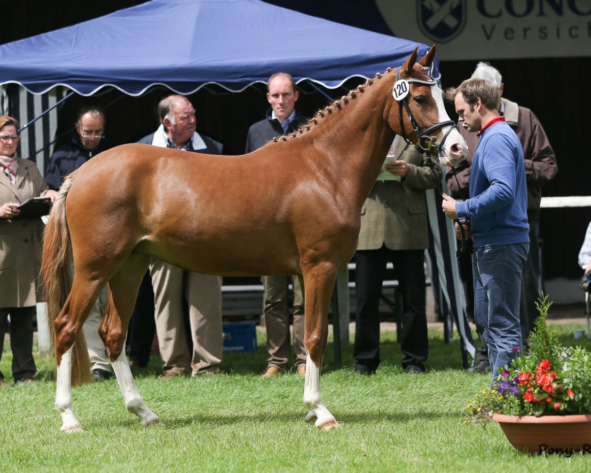 Zuchtstute Cora Ly J (Deutsches Reitpony, 2011, von Can Dance 3)