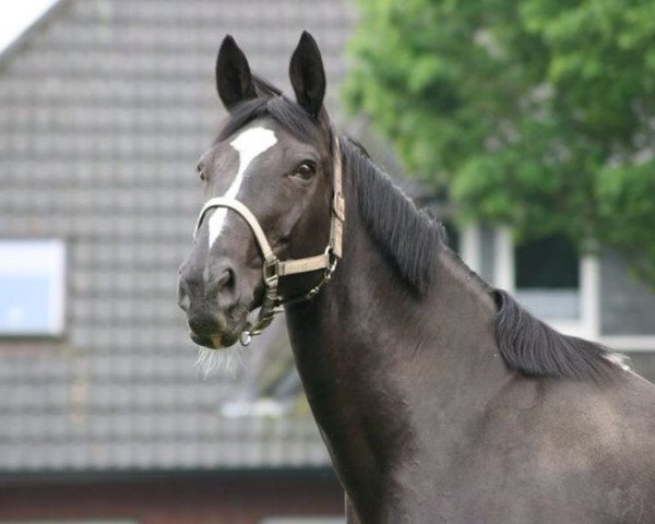 horse Roxanne (Westphalian, 1997, from Regenbogen)