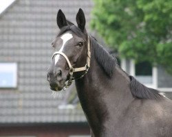 Pferd Roxanne (Westfale, 1997, von Regenbogen)