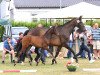 broodmare Carlotta (Westphalian, 2004, from Charming 8)