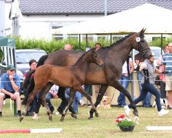 broodmare Carlotta (Westphalian, 2004, from Charming 8)