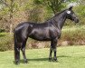 broodmare Khadija BS (Trakehner, 2013, from Singolo)